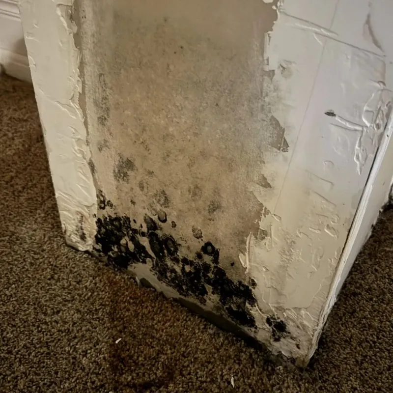 Professional Mold Removal in Surry, VA